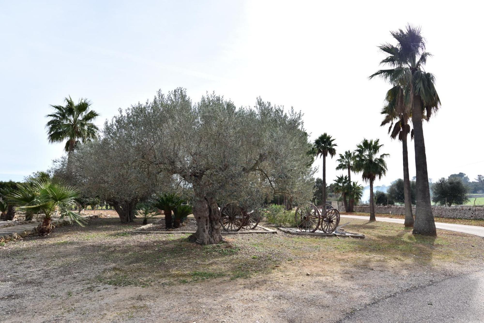 Sa Tanca Gran Villa Sineu  Eksteriør billede